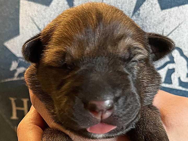 chinook puppy